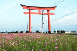 今年の『小泉コスモスまつり』は、10月20日(日曜日)に開催です☆