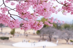 伊勢崎市みらい公園(いせさき市民のもり公園)の河津桜が満開です(2026年)