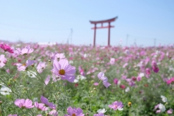 今年の『小泉コスモスまつり』は、10月19日(日曜日)に開催です♪