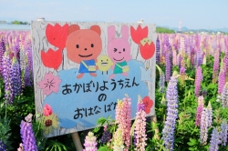 『あかぼり幼稚園のお花畑』