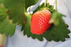 おやつ大好きVol.209『まんぷくいちご園』さん