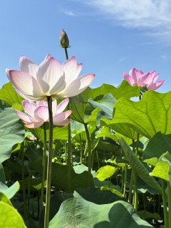 まもなく開花ピークに！にぎわう天幕城址「あかぼり蓮園」