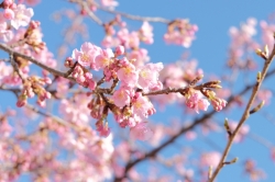伊勢崎市みらい公園(いせさき市民のもり公園)の河津桜が咲き始めました (2023年)