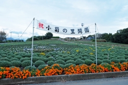 『あかぼり小菊の里』では、丘を彩る小菊が咲き始めました♪